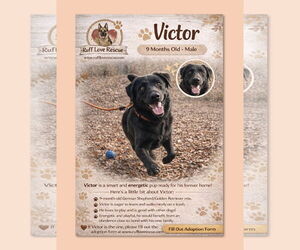 Golden Shepherd Dogs for adoption in Thomasville, NC, USA