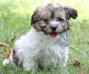 Havanese Puppy for sale in THREE RIVERS, MI, USA