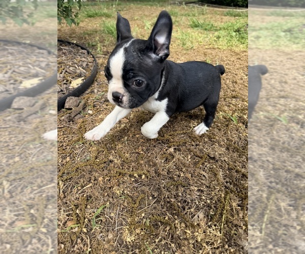 Medium Photo #9 Boston Terrier Puppy For Sale in FREDONIA, KS, USA