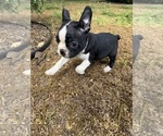 Small #8 Boston Terrier