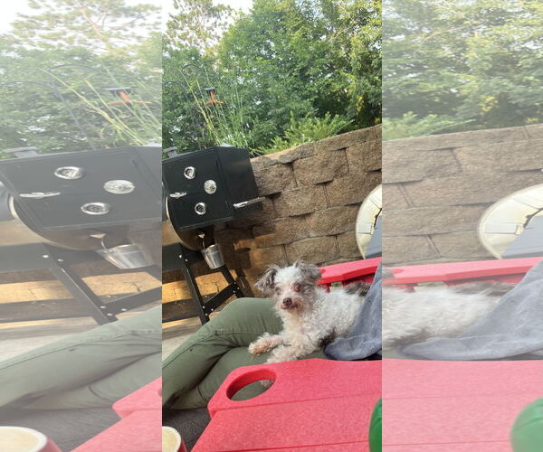 Medium Photo #5 Poodle (Toy) Puppy For Sale in St. Louis Park, MN, USA