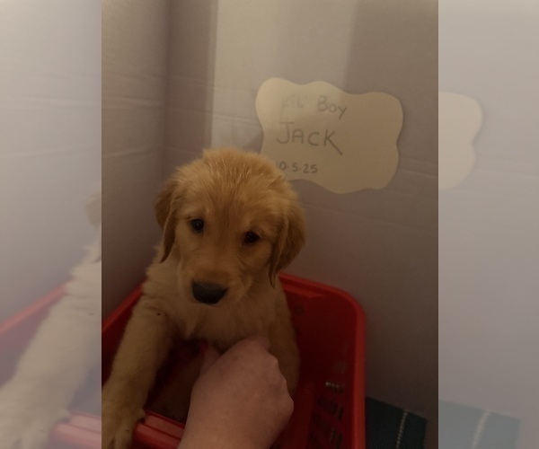 Medium Photo #4 Golden Retriever Puppy For Sale in SOMERSWORTH, NH, USA