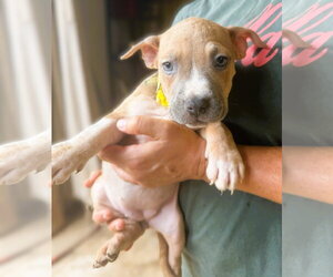 Jalen - Female Mutt Dog for Adoption - Photo #3