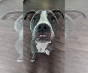 Boxer-Staffordshire Bull Terrier Mix Dogs for adoption in Aurora, IN, USA
