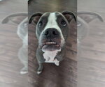 Small Boxer-Staffordshire Bull Terrier Mix