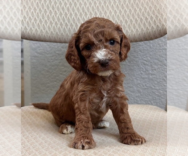 Medium Photo #4 Cock-A-Poo Puppy For Sale in FOLSOM, CA, USA
