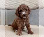 Small Photo #10 Cock-A-Poo Puppy For Sale in FOLSOM, CA, USA