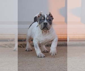 American Bully Puppy for sale in CHAMPAIGN, IL, USA