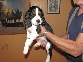 English Springer Spaniel Puppy for sale in TOMBSTONE, AZ, USA