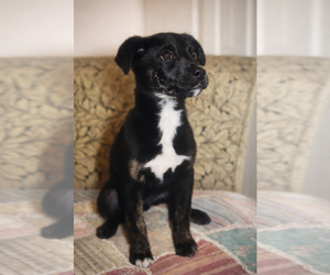 Labrador Retriever-Unknown Mix Dogs for adoption in Rockaway, NJ, USA