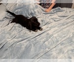 Small Photo #9 Schweenie Puppy For Sale in DOTHAN, AL, USA