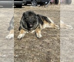 Small Photo #6 Caucasian Shepherd Dog Puppy For Sale in TWINING, MI, USA
