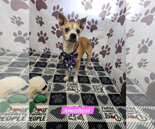 Medium Photo #1 Boston Terrier-Unknown Mix Puppy For Sale in Metairie, LA, USA