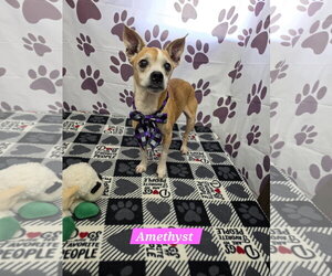 Boston Terrier-Unknown Mix Dogs for adoption in Metairie, LA, USA