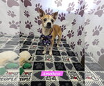 Small Boston Terrier Mix