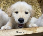 Puppy 7 Golden Retriever-Samoyed Mix