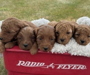 Goldendoodle (Miniature) Puppy for Sale in HULL, Iowa USA