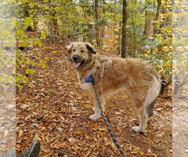 Medium Photo #4 Great Pyrenees-Unknown Mix Puppy For Sale in Croydon, NH, USA