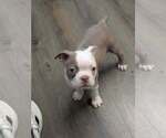 Puppy Puppy 3 Boston Terrier