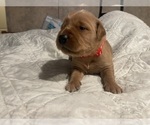 Puppy Red collar Golden Retriever