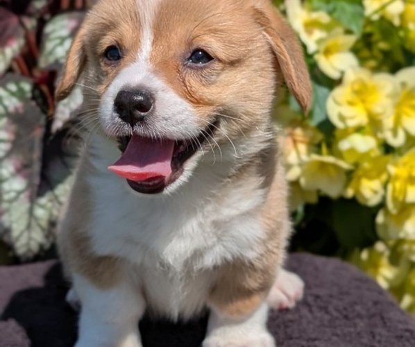 Medium Photo #38 Pembroke Welsh Corgi Puppy For Sale in GOSHEN, IN, USA
