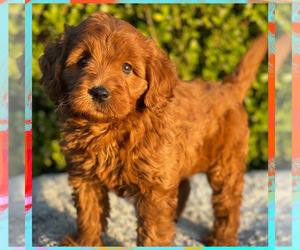 Goldendoodle (Miniature) Puppy for sale in PORTERVILLE, CA, USA