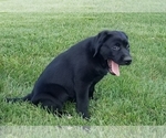 Small Photo #7 Labrador Retriever Puppy For Sale in SCHELLSBURG, PA, USA