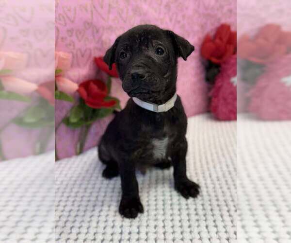 Medium Photo #1 American Staffordshire Terrier-Labrador Retriever Mix Puppy For Sale in Lakewood, CO, USA