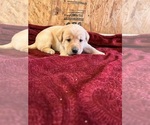 Puppy Lucy Labrador Retriever