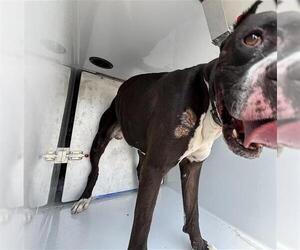 Mutt Dogs for adoption in Houston, TX, USA
