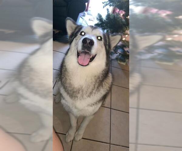 Medium Photo #1 Siberian Husky-Unknown Mix Puppy For Sale in San Antonio, TX, USA