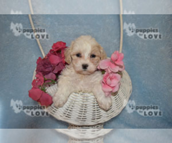 Medium Photo #8 Poochon Puppy For Sale in SANGER, TX, USA