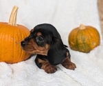 Puppy Yogi Dachshund