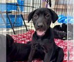 Small Labrador Retriever Mix
