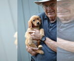 Small #3 Golden Retriever