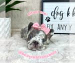 Small #5 French Bulldog
