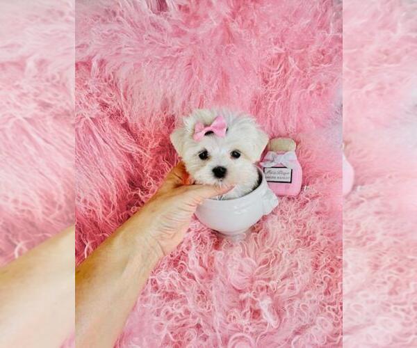 Medium Photo #7 Maltese Puppy For Sale in TAMPA, FL, USA