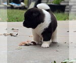 Small #3 Akita
