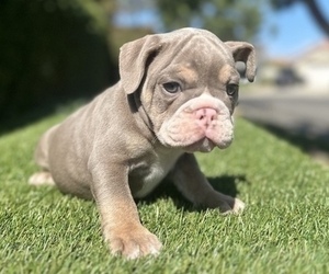 English Bulldog Puppy for sale in PITTSBURGH, PA, USA