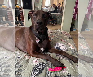 Doberman Pinscher-Unknown Mix Dogs for adoption in Wenonah, NJ, USA