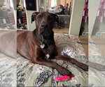 Small Doberman Pinscher Mix
