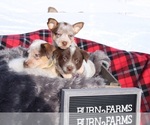 Small Photo #5 Australian Cattle Dog Puppy For Sale in BRUCE, MI, USA