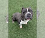 Theo - Male American Bulldog-Unknown Mix Dog for Adoption - Small photo