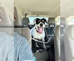 Small Photo #3 Beagle-Unknown Mix Puppy For Sale in Rockaway, NJ, USA