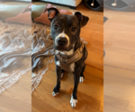 Small #1 American Staffordshire Terrier Mix