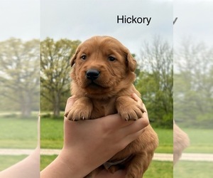 Golden Retriever Puppy for sale in MARSHFIELD, MO, USA