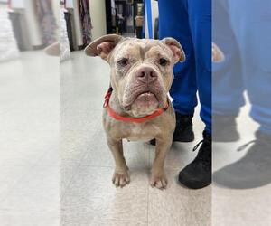Bulldog Dogs for adoption in Sugar Land, TX, USA