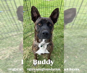 Buddy - Male American Bulldog-German Shepherd Dog Mix Dog for Adoption - Photo #2