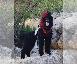 Father of the Goldendoodle puppies born on 04/29/2025
