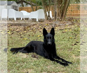 German Shepherd Dog-Unknown Mix Dogs for adoption in Rockaway, NJ, USA